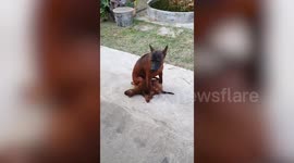 Big dog sits on baby pooch like a playground bully