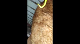 Cat with a big tick to remove