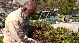 Palestinian man turns his Gaza roof into organic vegetable garden
