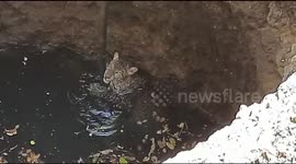 Leopard rescued from 60-foot-deep well in northern India