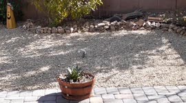 Bird waits every morning for a cotton ball to help build her nest