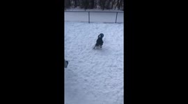 Soccer dog Lacey!