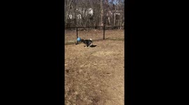 Lacey playing ball