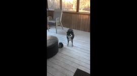 Lacey playing ball