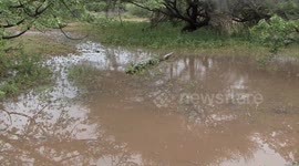 Brawling Bullfrogs – male African Bullfrogs charging, biting and wrestling