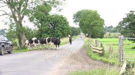 A herd of dairy cows crossing a road in rural Ireland.