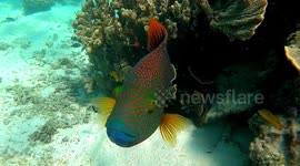 Colourful triggerfish intimidating a diver on beautiful Australian reef