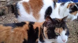Cute cats playing together