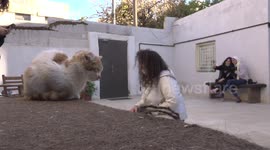 Jordanian vet sets up cafe to provide shelter and food for stray cats