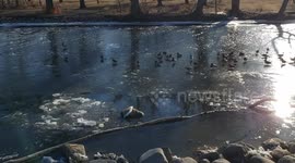 Ducks walk on water in Canada