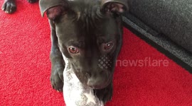 FUNNY SLIPPER CRAZED DOG