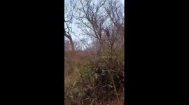 songbirds in the forests