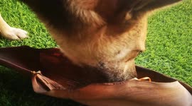 Dog Mina's 5 star dinner with a view