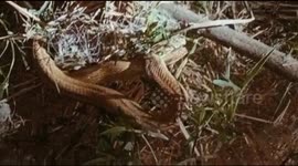 Male cobra trapped in garden net is seduced by smaller female cobra