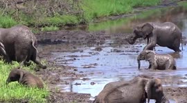 Baby elephant exhausted after struggling to exit muddy river crossing in South Africa