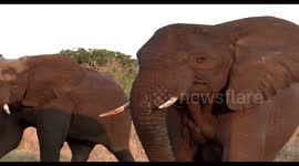 Awesome elephants charge us and then run off into the African bush