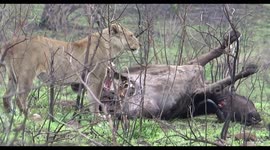 Lion eating a Buffalo during our Safari in Hluhluwe game reserve