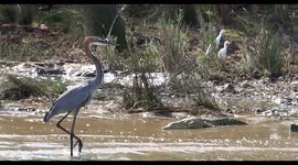 Hippos moving around on the shore with a Crocodile and Heron near