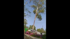 Vietnamese tree sawers professionally prune trees in a densely populated area