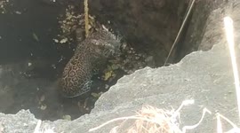 Forest officials rescue leopard from 60-feet-deep well in central India