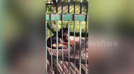 'Wolves are here': Chinese zoo places dog in enclosure after wolf dies of old age