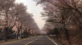 Cherry blossoms along the road