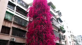 Stunning waterfall of flowers captured cascading down residential building in southern China