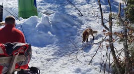 Cute wild fox hanging out and eat food from crowd without fear in the ski resort
