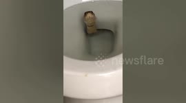 Terrifying moment cobra appears in toilet bowl in Cambodia