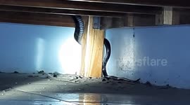 Cobra caught under terrified woman’s wooden bed