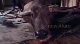 Buffalo rescued after falling through wooden floor and getting stuck on beam in Thailand