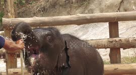 Thirsty baby elephant enjoys shower during hot day in Thailand