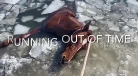 US family work together to rescue helpless horse trapped in frozen lake (no music)