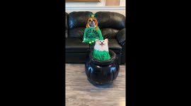 Pair of dogs are in some serious St. Patrick's Day spirit