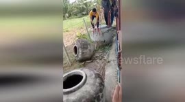 6ft long cobra caught hiding in garden pot
