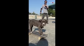 Pitbull rides skateboard like a pro