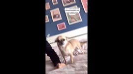 'Chihuahua's Adorable Reaction to the Kiss Your Pet Challenge'