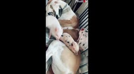 Great Dane acts as father to three tiny piglets