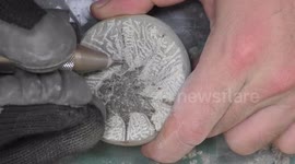 Fossil enthusiast uncovers 12-million-year-old crab that resembles a facehugger from 'Alien' films