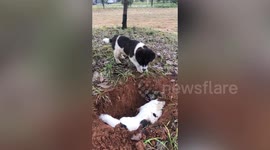 Puppy attempts to wake dead friend as owner buries it in China