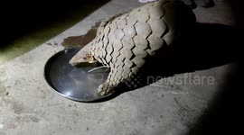 Live pangolin rescued from poachers in central India
