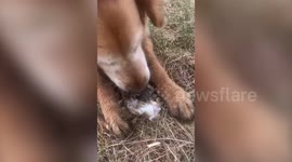Heartwarming video shows a sweet golden retriever who rescued and comforted six newborn bunnies after they lost their mom