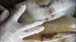 Squids change colour when woman touches their bodies in Vietnam