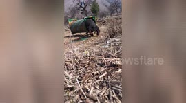 Forest officials rescued & released a black bear in Northern India