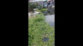 Migratory Birds in the Philippines