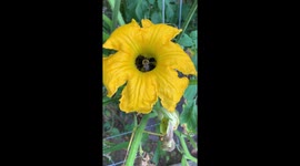 Bumblebees enjoying nectar inside large yellow pumpkin flower in late summer
