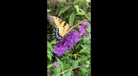 Yellow Tiger Swallowtail Butterfly on Purple Flower Butterfly Bush in late summer