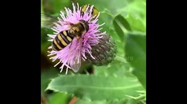 Hover fly enjoying a thistle bloom gets bumped by a cucumber beetle