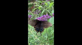 Black Swallowtail Butterfly on Butterfly Bush with green foliage in the background
