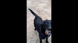 She really wanted that toy! Lol